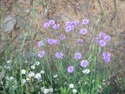 2009-05-24-057-Chicory