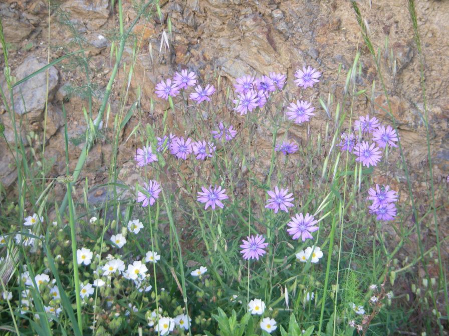 2009-05-24-057-Chicory