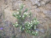 2009-05-24-058-Cistus-tiny-white