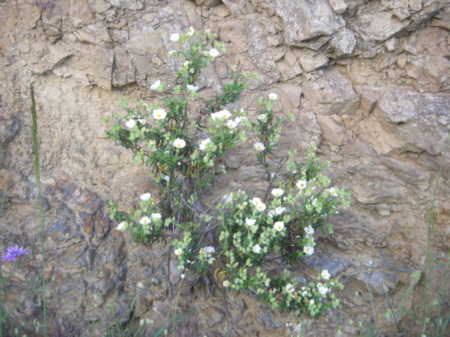 2009-05-24-058-Cistus-tiny-white