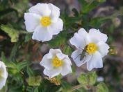 2009-05-24-059-Cistus-tiny-white