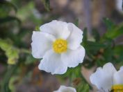 2009-05-24-060-Cistus-tiny-white