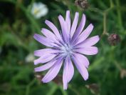 2009-05-24-061-Chicory