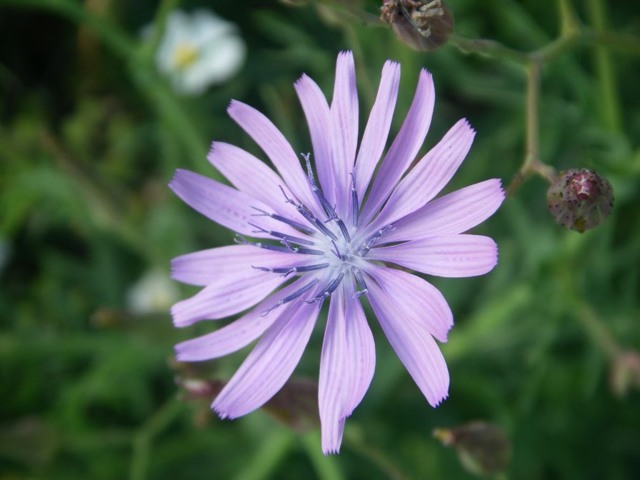 2009-05-24-061-Chicory