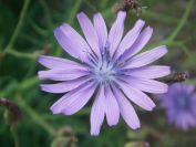 2009-05-24-062-Chicory