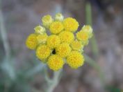 2009-05-24-063-Helichrysum-stoechas