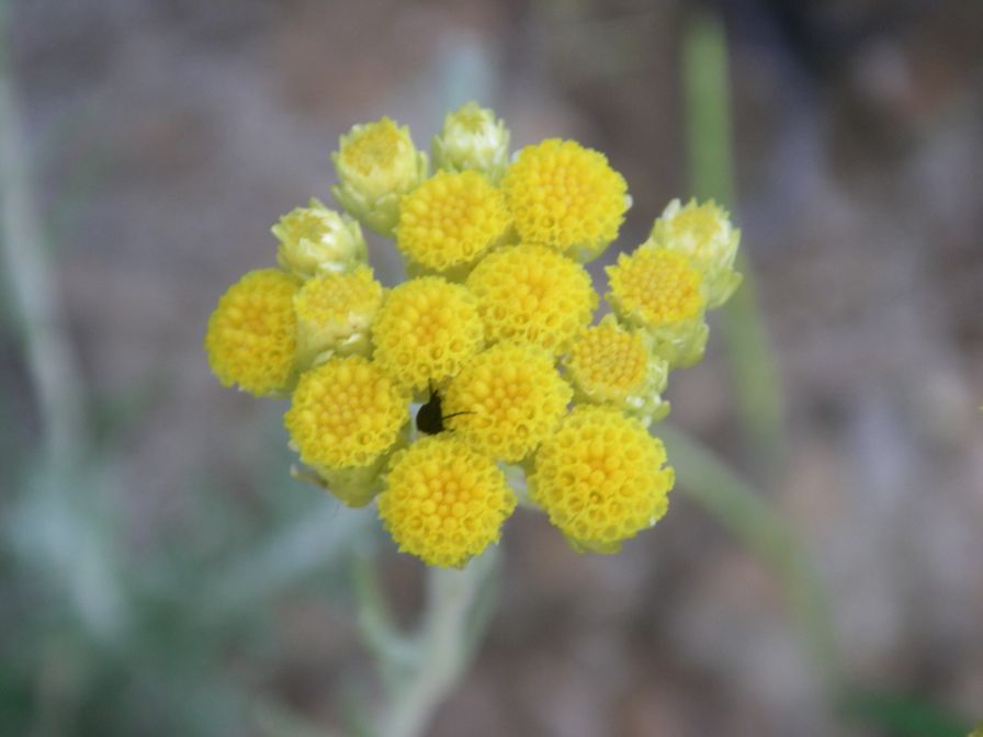 2009-05-24-063-Helichrysum-stoechas