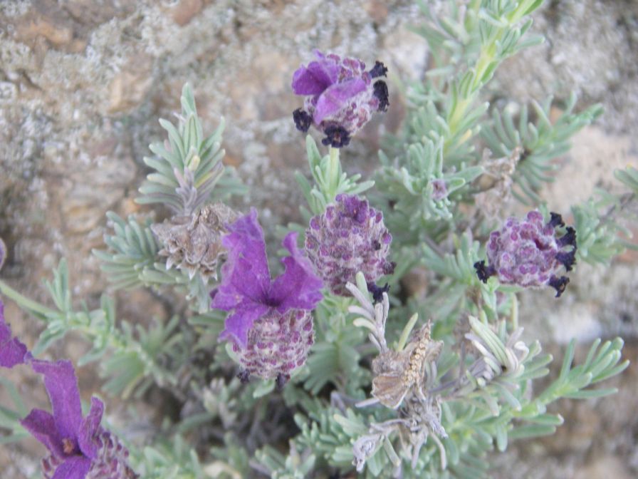 2009-05-24-064-Lavendula