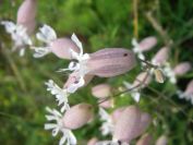 2009-05-24-065-Campion-white-bladder
