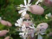 2009-05-24-066-Campion-white-bladder
