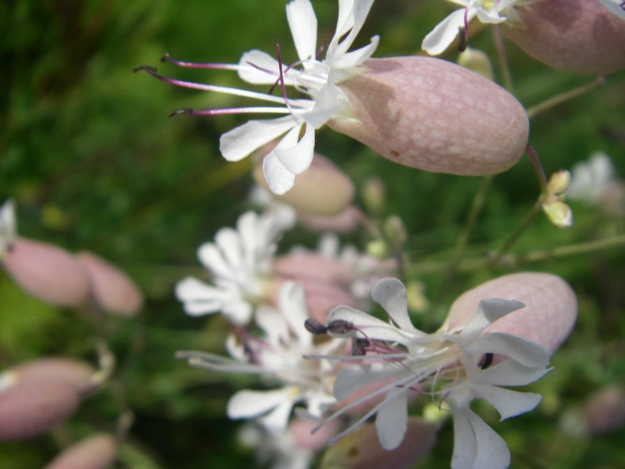 2009-05-24-066-Campion-white-bladder