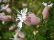 2009-05-24-067-Campion-white-bladder