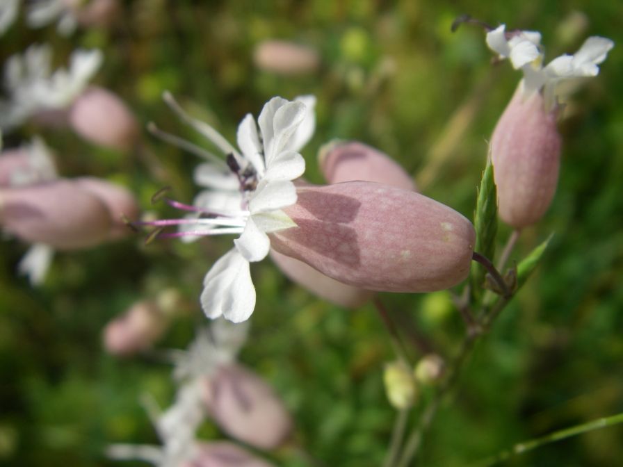 2009-05-24-067-Campion-white-bladder