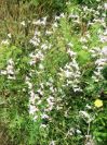 2009-05-24-068-Campion-white-bladder