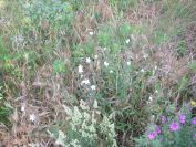 2009-05-24-069-Silene-white