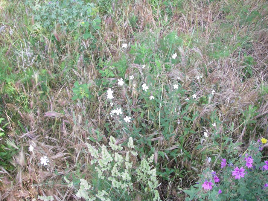 2009-05-24-069-Silene-white