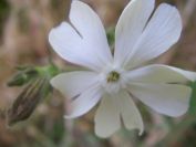 2009-05-24-070-Silene-white
