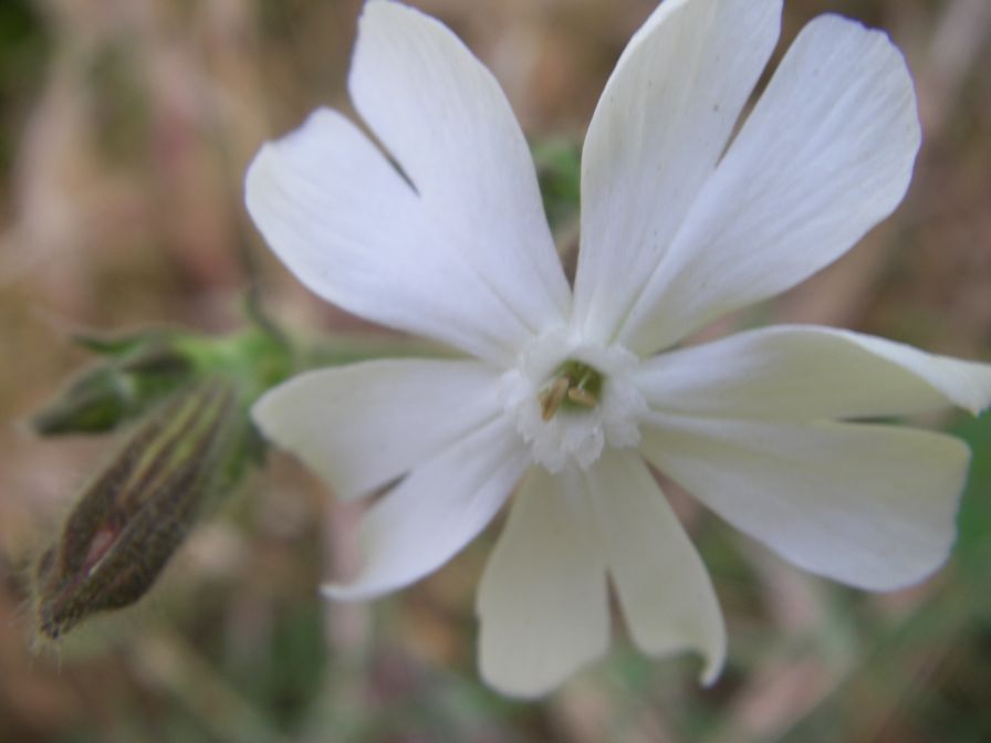 2009-05-24-070-Silene-white