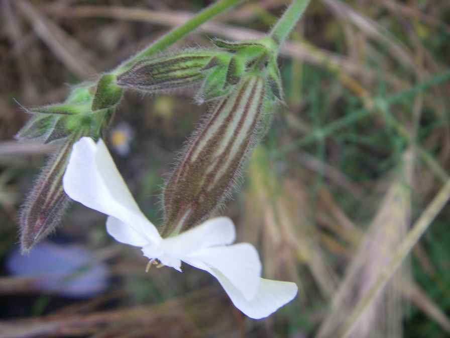 2009-05-24-071-Silene-white