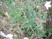 2009-05-24-072-Silene-white