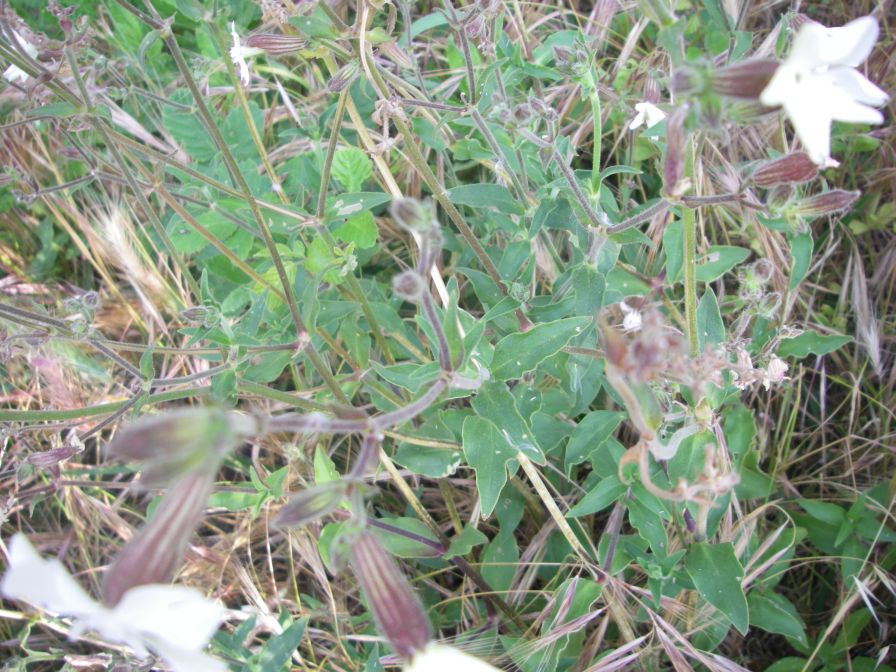 2009-05-24-072-Silene-white
