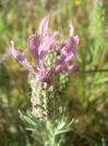 2009-05-24-073-Lavendula