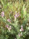 2009-05-24-074-Lavendula