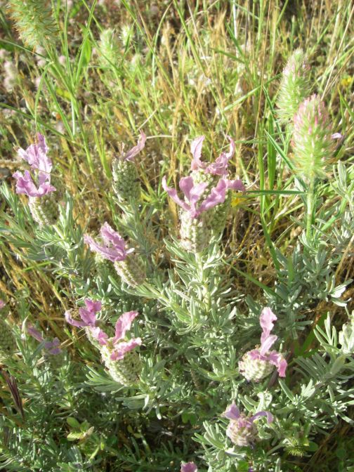 2009-05-24-074-Lavendula