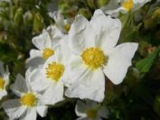 2009-05-24-077-Cistus-tiny-white