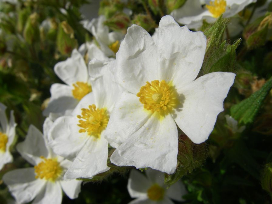 2009-05-24-077-Cistus-tiny-white