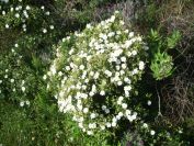 2009-05-24-078-Cistus-tiny-white