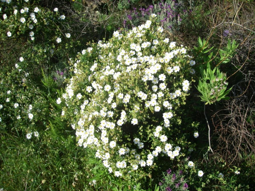 2009-05-24-078-Cistus-tiny-white