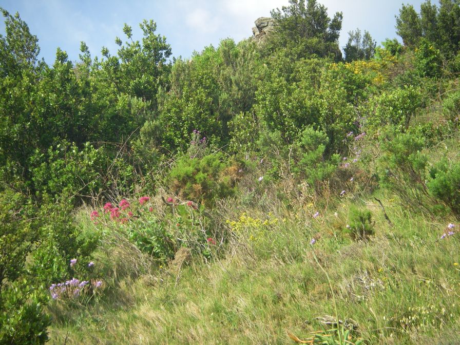 2009-05-24-082-Flora