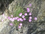 2009-05-24-084-Dianthus