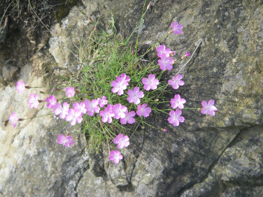 2009-05-24-084-Dianthus