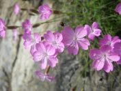 2009-05-24-085-Dianthus