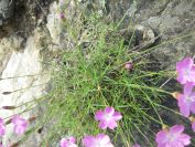 2009-05-24-086-Dianthus