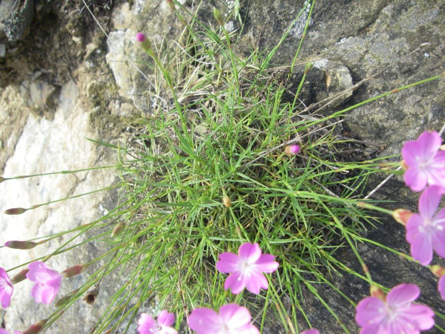2009-05-24-086-Dianthus