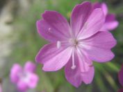 2009-05-24-087-Dianthus