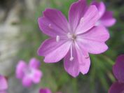 2009-05-24-088-Dianthus
