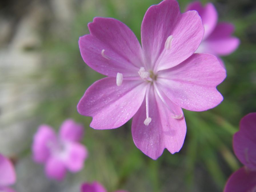 2009-05-24-088-Dianthus