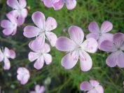 2009-05-24-089-Dianthus
