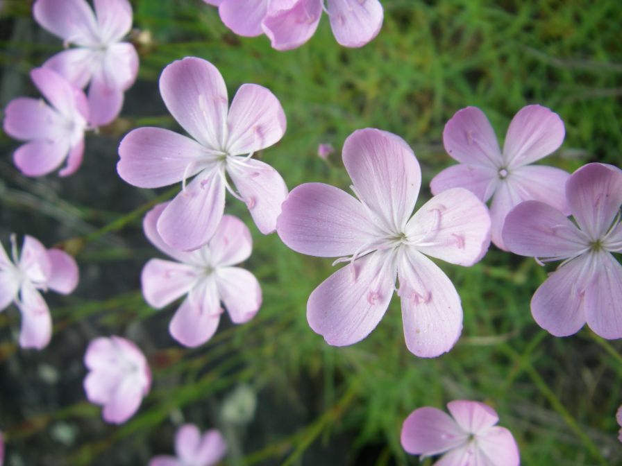 2009-05-24-089-Dianthus