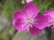 2009-05-24-091-Dianthus