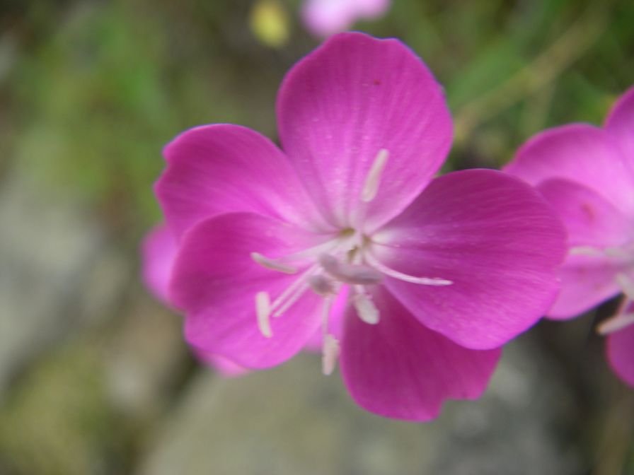 2009-05-24-091-Dianthus