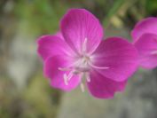 2009-05-24-092-Dianthus