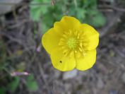 2009-05-24-093-Buttercup