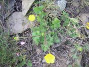 2009-05-24-094-Buttercup