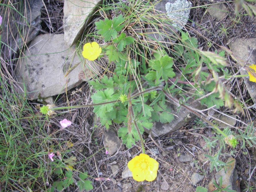 2009-05-24-094-Buttercup