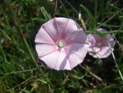2009-05-24-102-Convolvulus